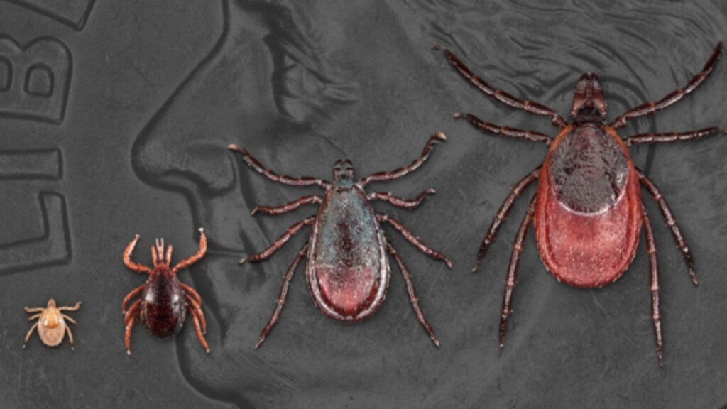Photo by the CDC: Lyme Ticks