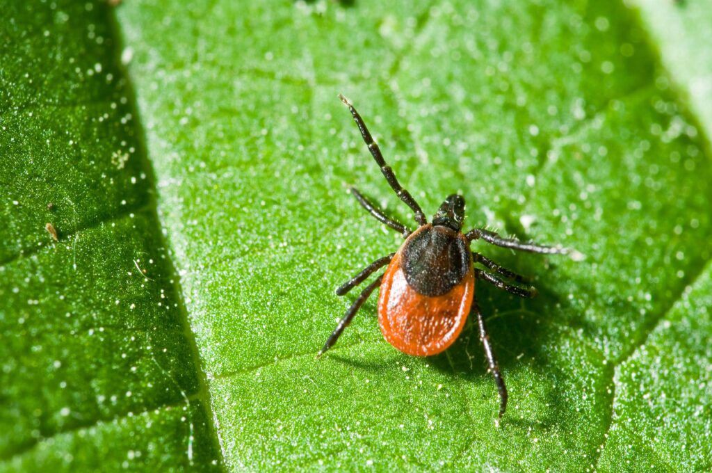 Lyme Disease and TickBites